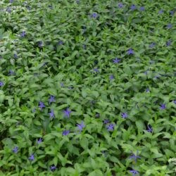 Vinca major var. oxyloba