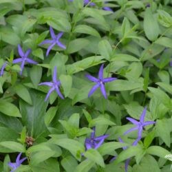 Vinca major var. oxyloba