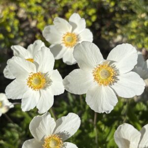 Anemone sylvestris