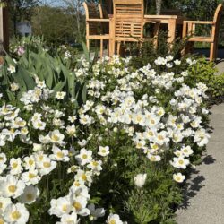 Anemone sylvestris