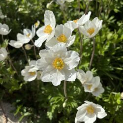 Anemone sylvestris