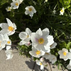 Anemone sylvestris