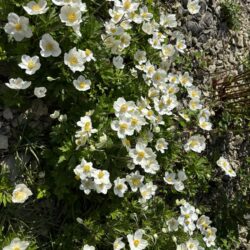 Anemone sylvestris