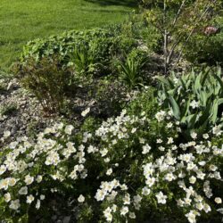 Anemone sylvestris