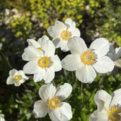 Anemone sylvestris