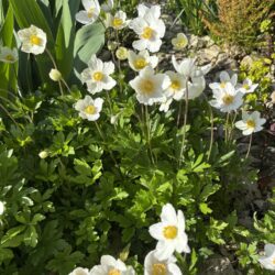 Anemone sylvestris