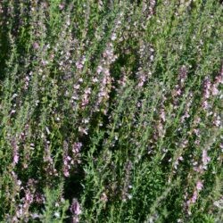 Hyssopus officinalis Roseus