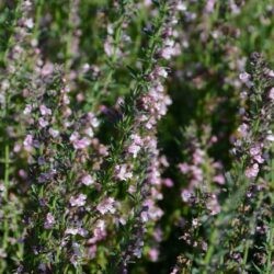 Hyssopus officinalis Roseus