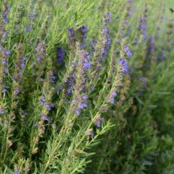 Hyssopus officinalis aristatus