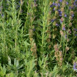 Hyssopus officinalis aristatus