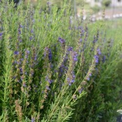 Hyssopus officinalis aristatus