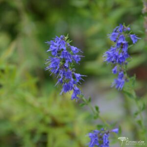 Hyssopus officinalis