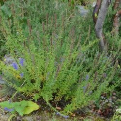 Hyssopus officinalis