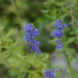 Hyssopus officinalis