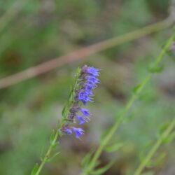 Hyssopus officinalis