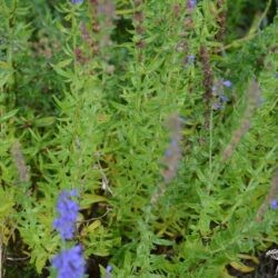 Hyssopus officinalis