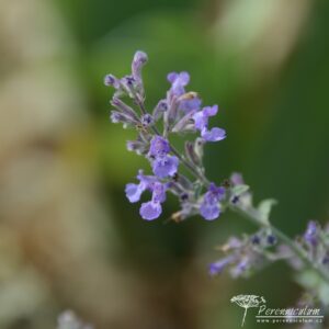 Nepeta x faassenii Senior 01