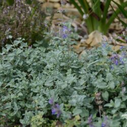 Nepeta x faassenii Senior