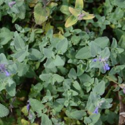 Nepeta x faassenii Senior