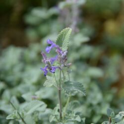 Nepeta x faassenii Senior