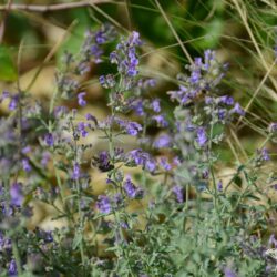 Nepeta x faassenii Senior