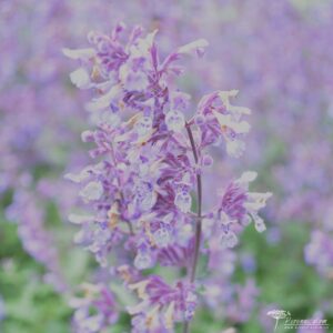 Nepeta x faassenii Six Hills Giant