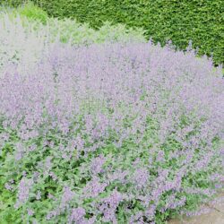 Nepeta x faassenii Six Hills Giant
