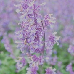 Nepeta x faassenii Six Hills Giant