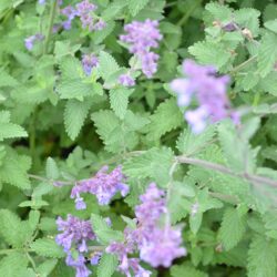 Nepeta x faassenii Six Hills Giant