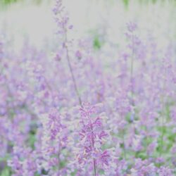 Nepeta x faassenii Six Hills Giant