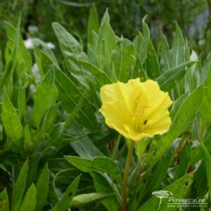 Oenothera-macrocarpa
