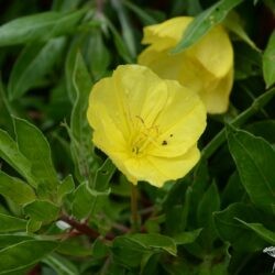 Oenothera macrocarpa