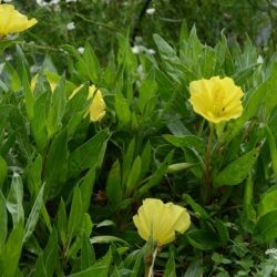 Oenothera macrocarpa