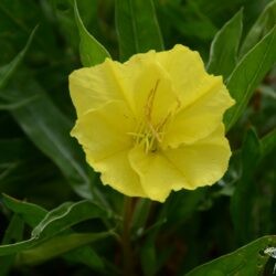 Oenothera macrocarpa