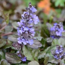 Ajuga repatns Black Scallop