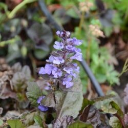 Ajuga repatns Black Scallop