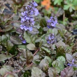 Ajuga repatns Black Scallop