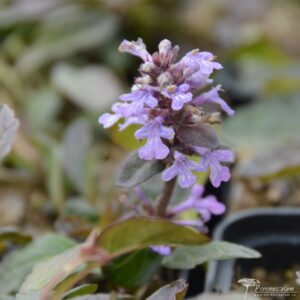 Ajuga reptans Atropurpurea 01