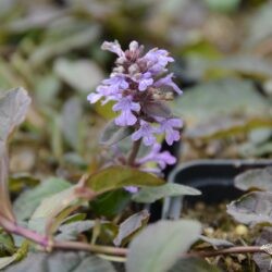 Ajuga reptans Atropurpurea