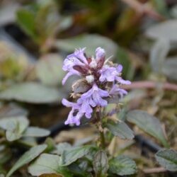 Ajuga reptans Atropurpurea