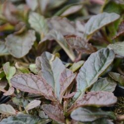 Ajuga reptans Atropurpurea