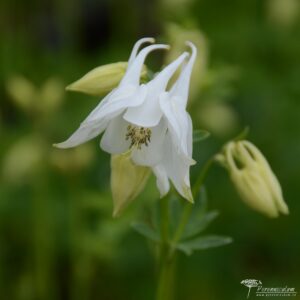 Aquilegia-vulgaris-Alba
