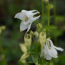 Aquilegia vulgaris Alba