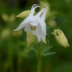 Aquilegia vulgaris Alba