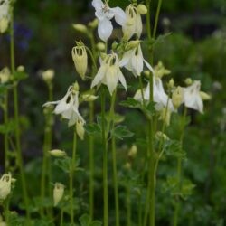 Aquilegia vulgaris Alba