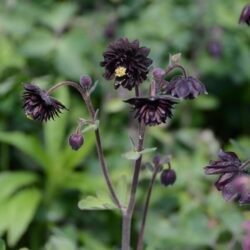 Aquilegia vulgaris Black Barlow