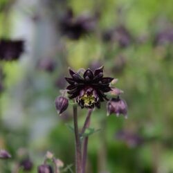 Aquilegia vulgaris Black Barlow