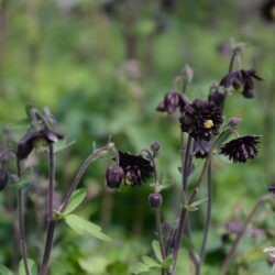 Aquilegia vulgaris Black Barlow