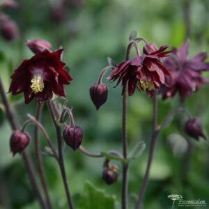 Aquilegia vulgaris Bordeaux Barlow