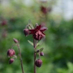 Aquilegia vulgaris Bordeaux Barlow